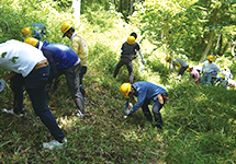 Greening in mountain areas