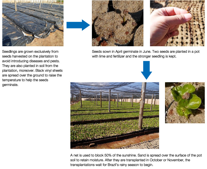 Figure:Seeds - Seedlings